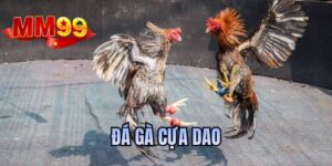 đá gà cựa dao